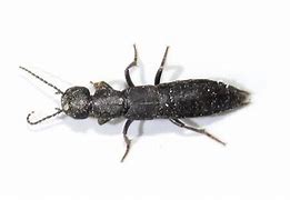 Image result for "rove-beetle"