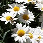 Image result for Nipsy Daisies Seeds