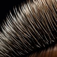 Image result for Porcupine Quills Barbed