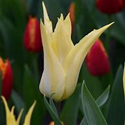 Image result for Tulipa Florijn Chic