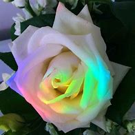 Image result for Rainbow Rose Aesthetic