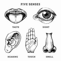 Image result for Five Senses Sensory