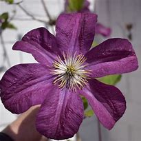 Image result for Large Purple Clematis