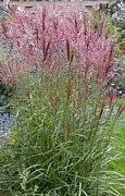 Image result for Miscanthus sinensis Flamingo