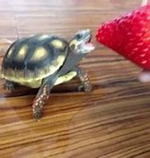 Image result for WoW Turtle Meme GIF