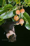 Image result for Mariana Flying Fox