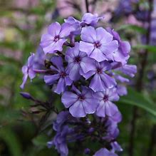 Image result for Phlox Cool of the Evening (Paniculata-Group)
