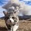 Image result for Cat Explosion