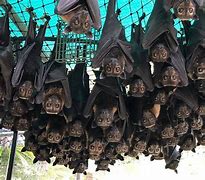 Image result for Human-Sized Bat in Peru
