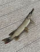 Image result for Northern Pike Fish Clip Art
