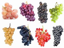 Image result for wine grape names
