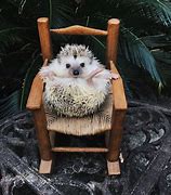 Image result for Cute Pet Hedgehog