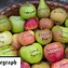 Image result for Heritage Apples