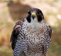 Image result for Falcon Species