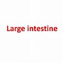 Image result for Large Intestine Definition