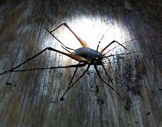 Image result for Cave Cricket