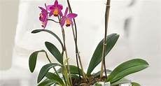 orchidee fiori appassiti piante di orchidee orchidee orchidee piante orchidee fiori appassiti piante di orchidee orchidee orchidee piante