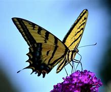 Image result for Beautiful Spring Flowers Butterflies