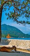 Image result for Miyajima Japan