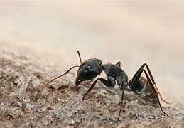 Image result for Zooland Ants