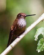 Image result for Coeligena Trochilidae