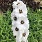 Image result for Delphinium magic fountain Pure White