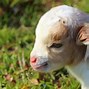 Image result for National Geographic Baby Animals