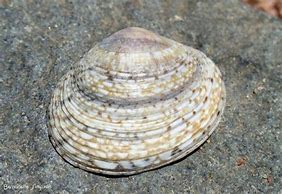 Image result for Venus Clam Shell