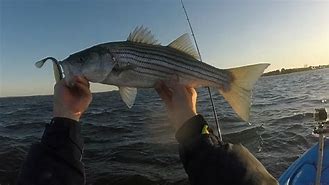 Image result for Narragansett Bay Fish Species
