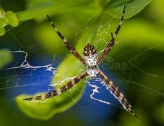 Image result for Florida Garden Spider