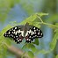 Image result for Black Monarch Butterfly