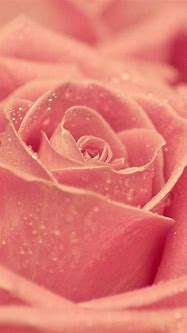 Image result for Rose Gold iPhone 5 Wallpaper
