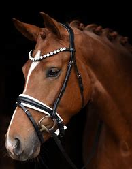 Image result for Spanish Horse Bridles