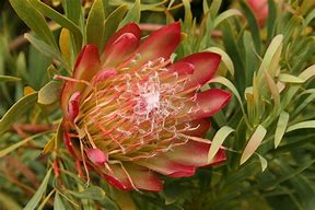 Image result for Cormous South African Plants