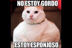 Image result for Memes De Gatos Graciosos