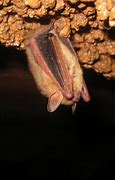 Image result for Arkansas Bats Species