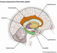 Image result for Brain Stem and Limbic System