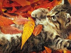Image result for Grumpy Cat Thanksgiving Wallpaper