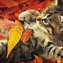 Image result for Grumpy Cat Thanksgiving Wallpaper
