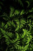 Image result for OLED Wallpaper 4K Nature