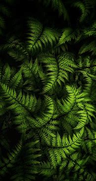 Image result for OLED Nature iPhone