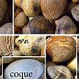 Image result for Coque Coquillage