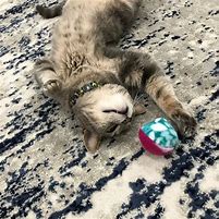 Image result for Catnip Infused Toys