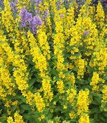 Image result for Lysimachia punctata