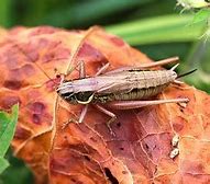 Image result for Cricket Insect Facts