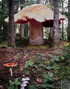 Image result for Largest Fungus