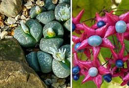 Image result for Rare Plants