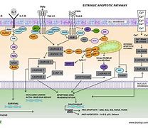 Image result for Apoptosis Signaling