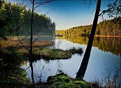 Image result for puszcza_augustowska