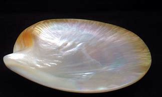 Image result for Mother of Pearl Clam Shell